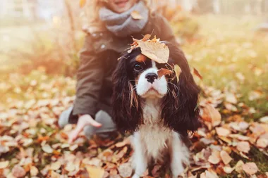 Pet owners could now be fined up to $4000 for not walking their dog