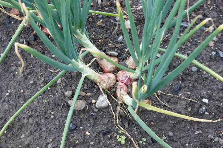 Shallot onions growing in a garden