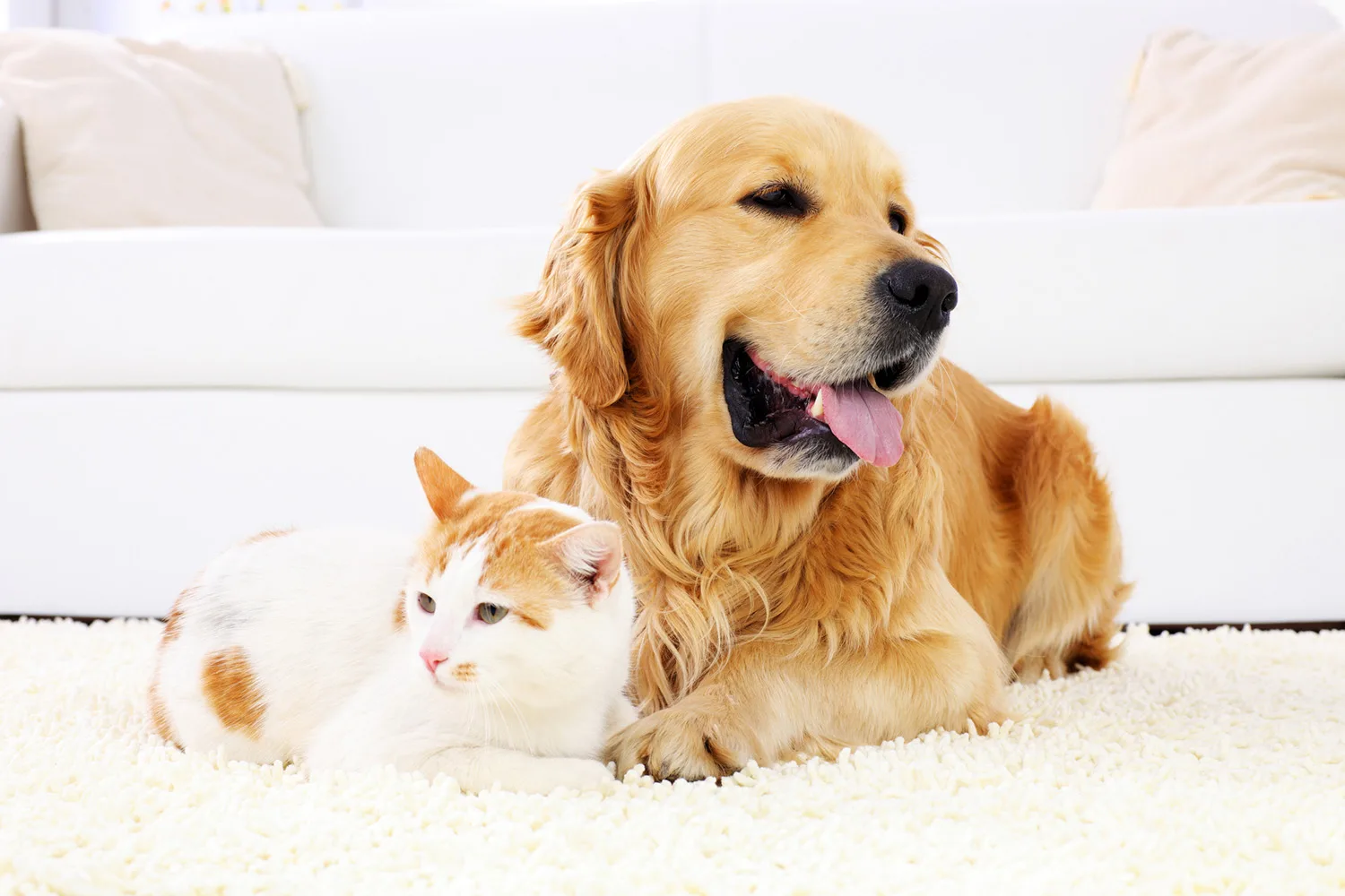 dog and cat