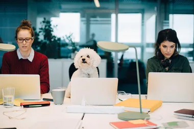People are happier and work harder when there’s a dog in the office