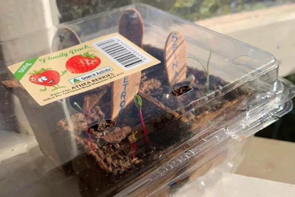 woolworths seedlings in strawberry punnet
