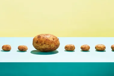 A large potato alongside small potatoes