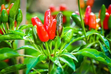 Summer vegies to plant now and mulch magic