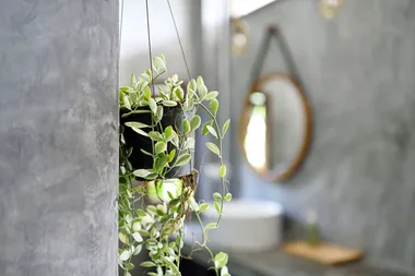 5 of the best plants to hang in your home