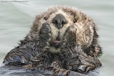 Otter