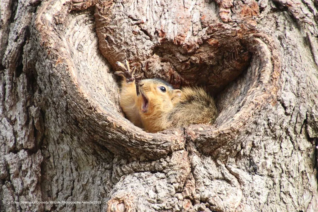 Squirrel