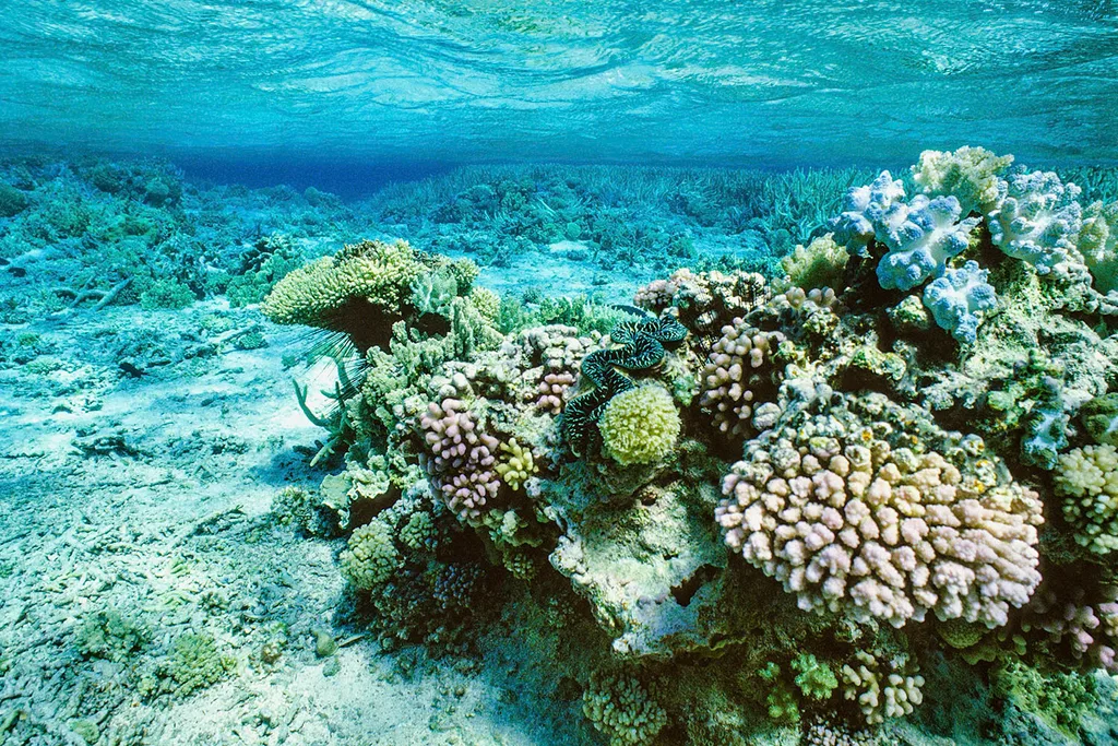 Great Barrier Reef coral
