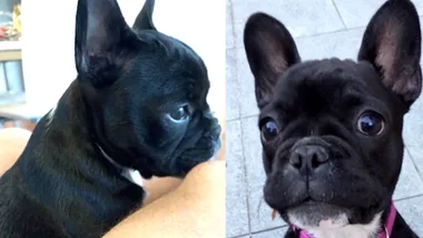 Shadow Chasing Frenchie