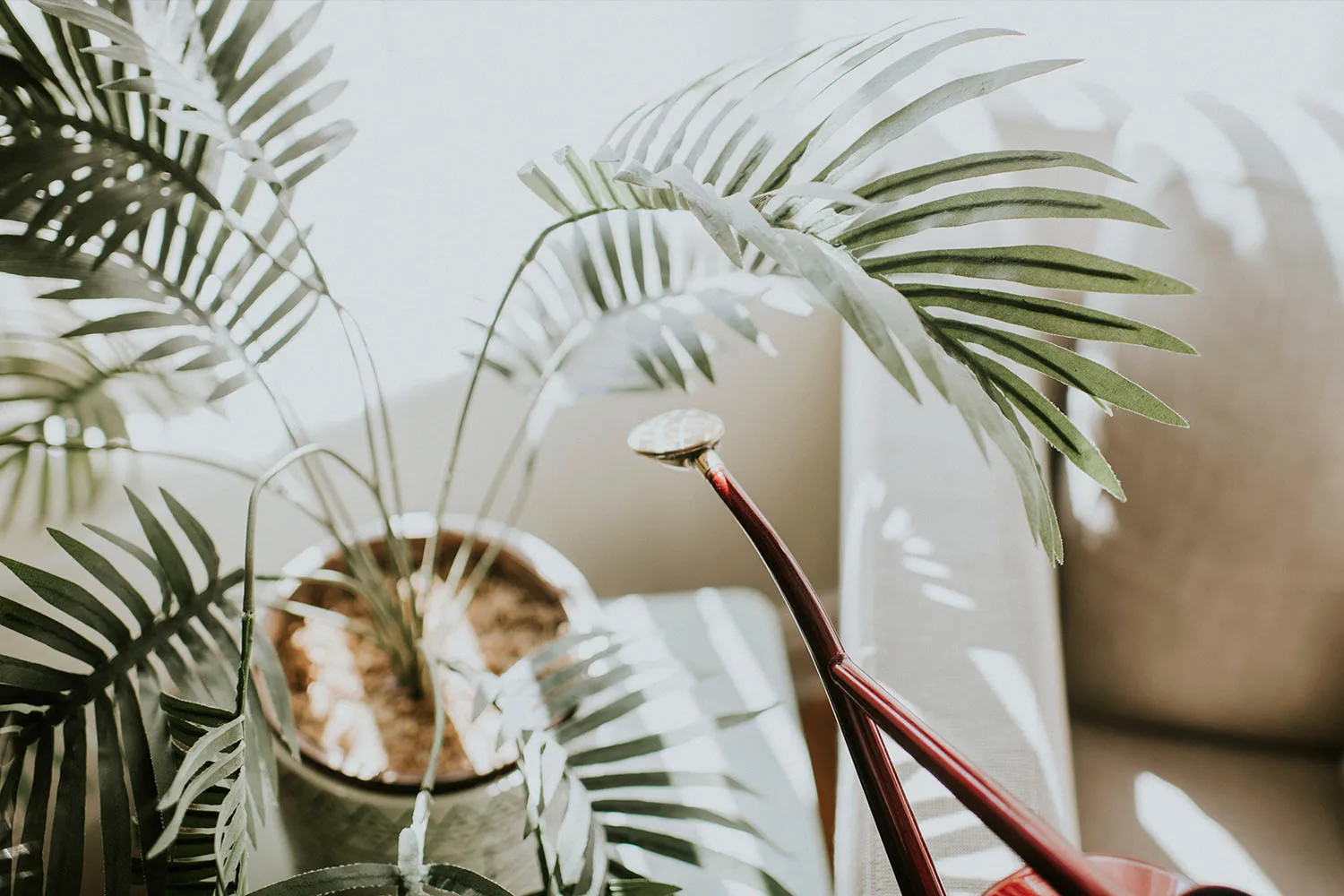 Indoor plant