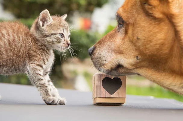 cat and dog