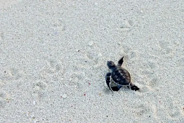 Best places to see turtles nesting and hatching this year