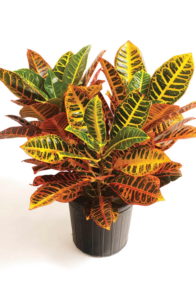 croton plant in pot
