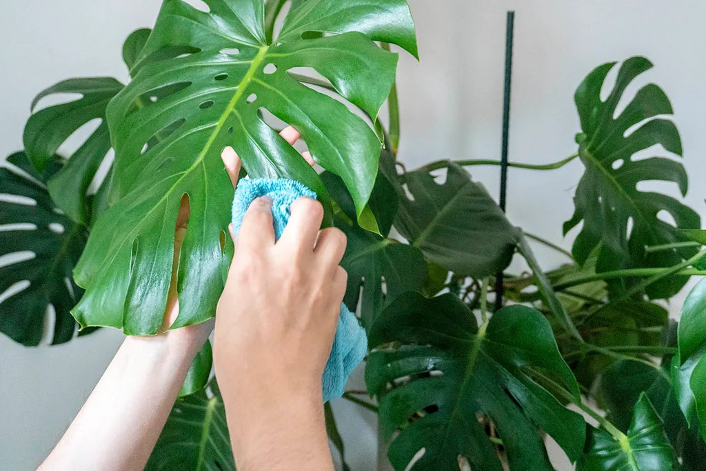 monstera deliciosa indoor plant being wiped down