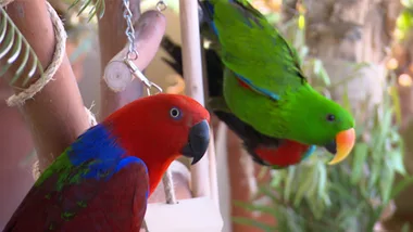 Destructive parrots