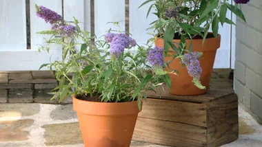 Buddleja profile