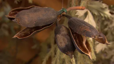 Tracey Deep: Nature’s Curator