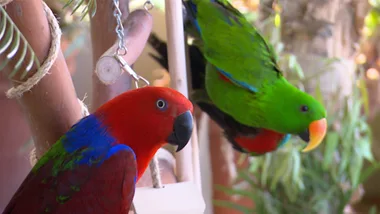 DESTRUCTIVE PARROTS