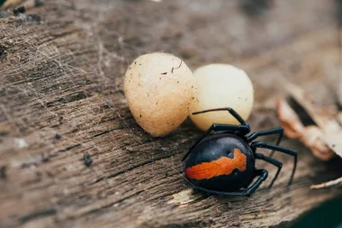 The spider-identification app all Australians need on their phone