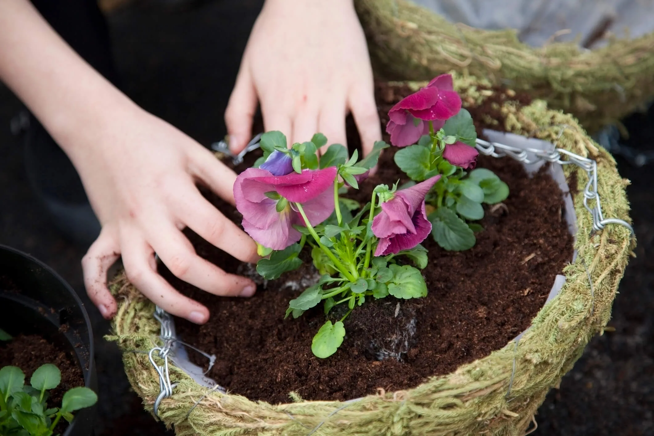 A pair of young hands planting a flower in a hanging pot
