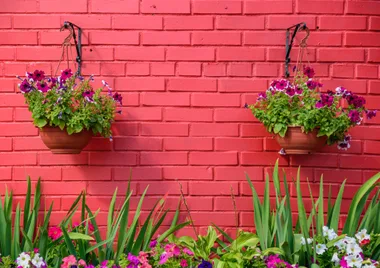 The best hanging pot plants to buy now