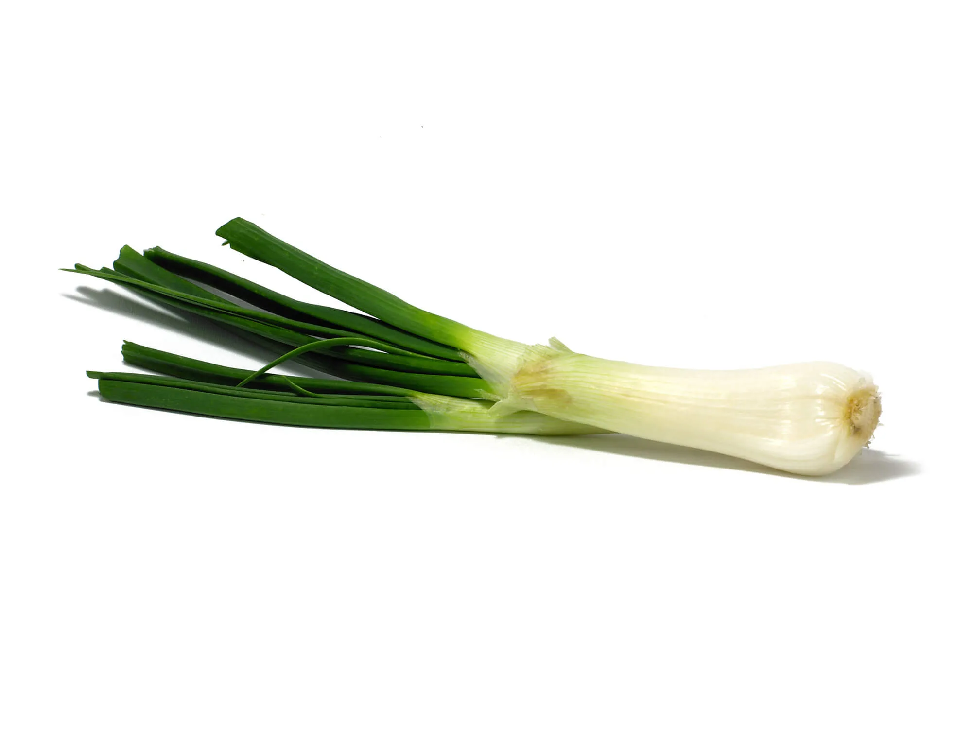 A fresh green spring onion against a white background
