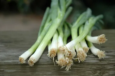 Fresh scallions on a wooden table