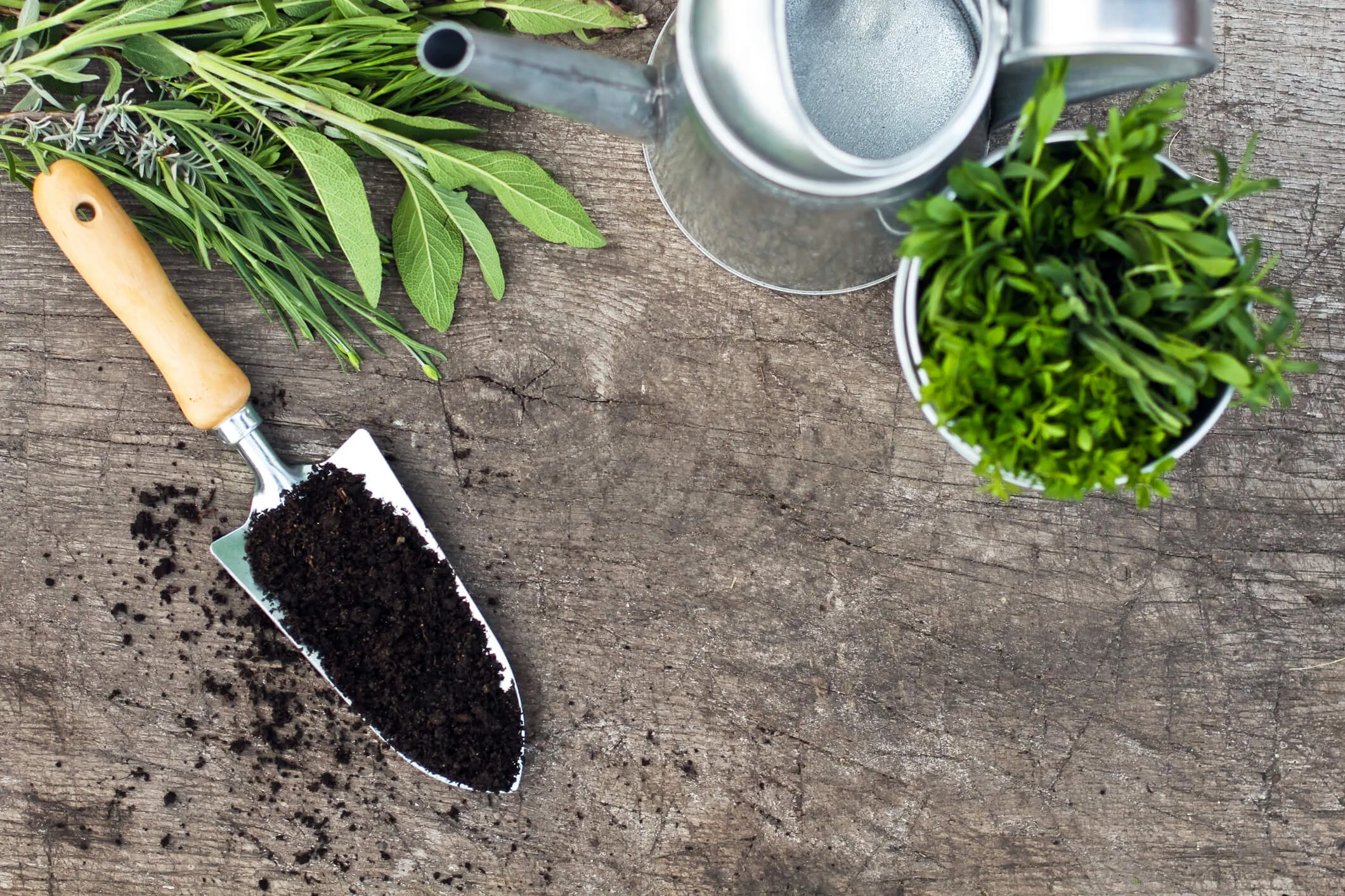 Gardening equipment with plants on a wooden table