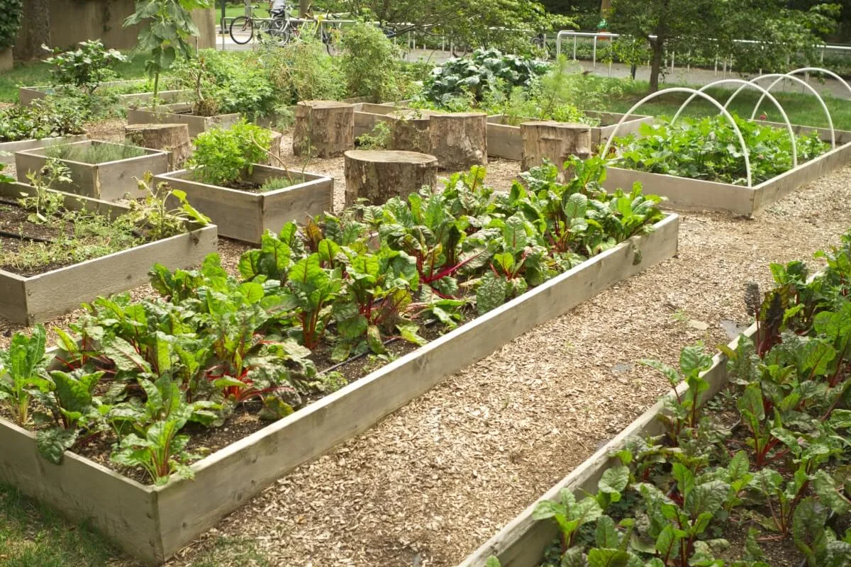 A community garden with raised planter beds