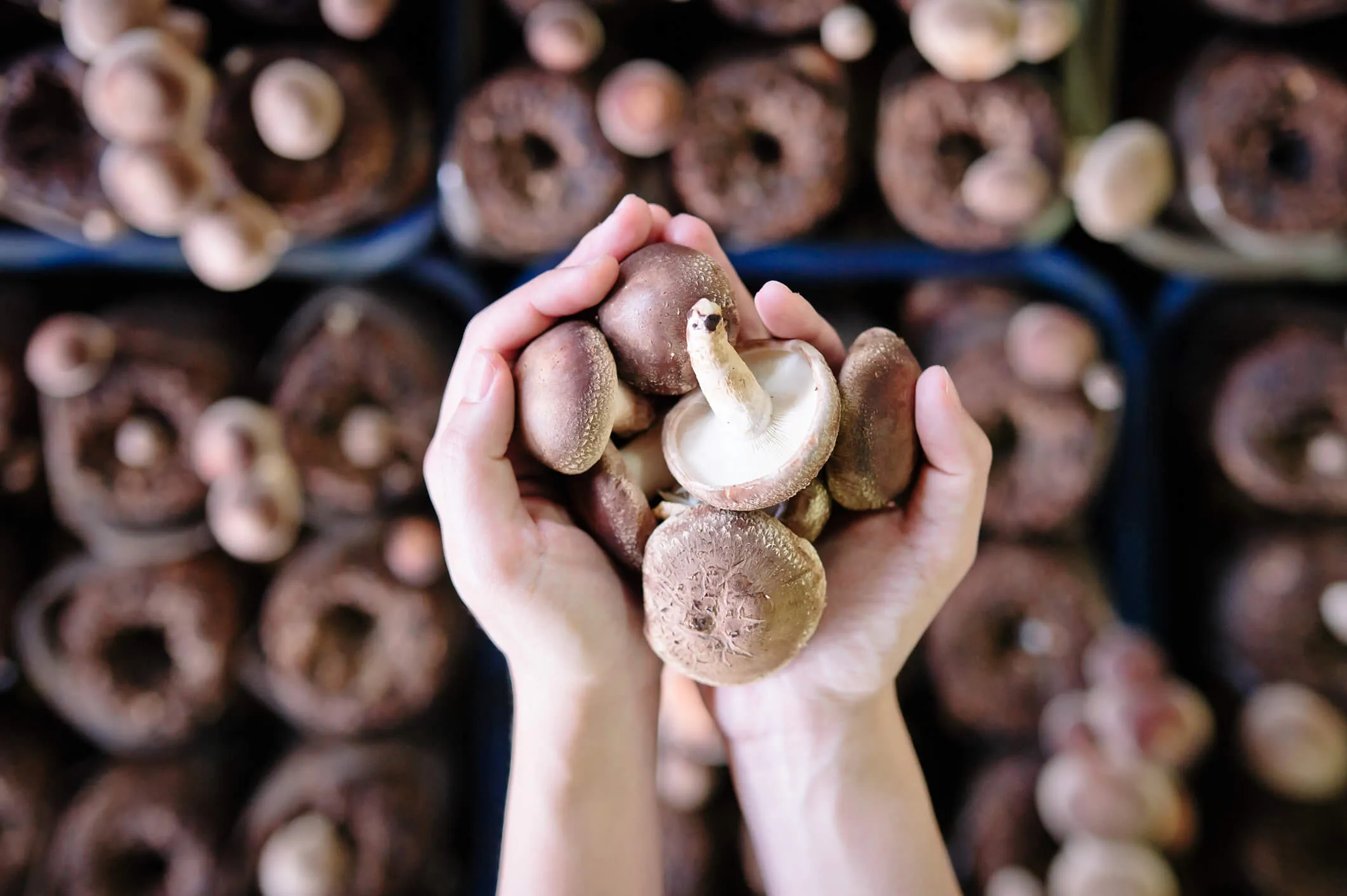 Two hands holding mushrooms