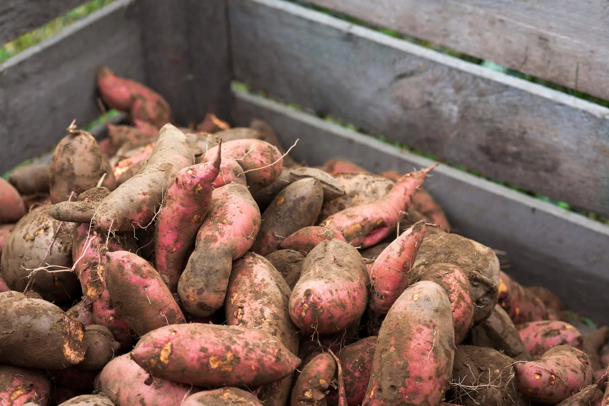 Dirty sweet potatoes in a wooden crate