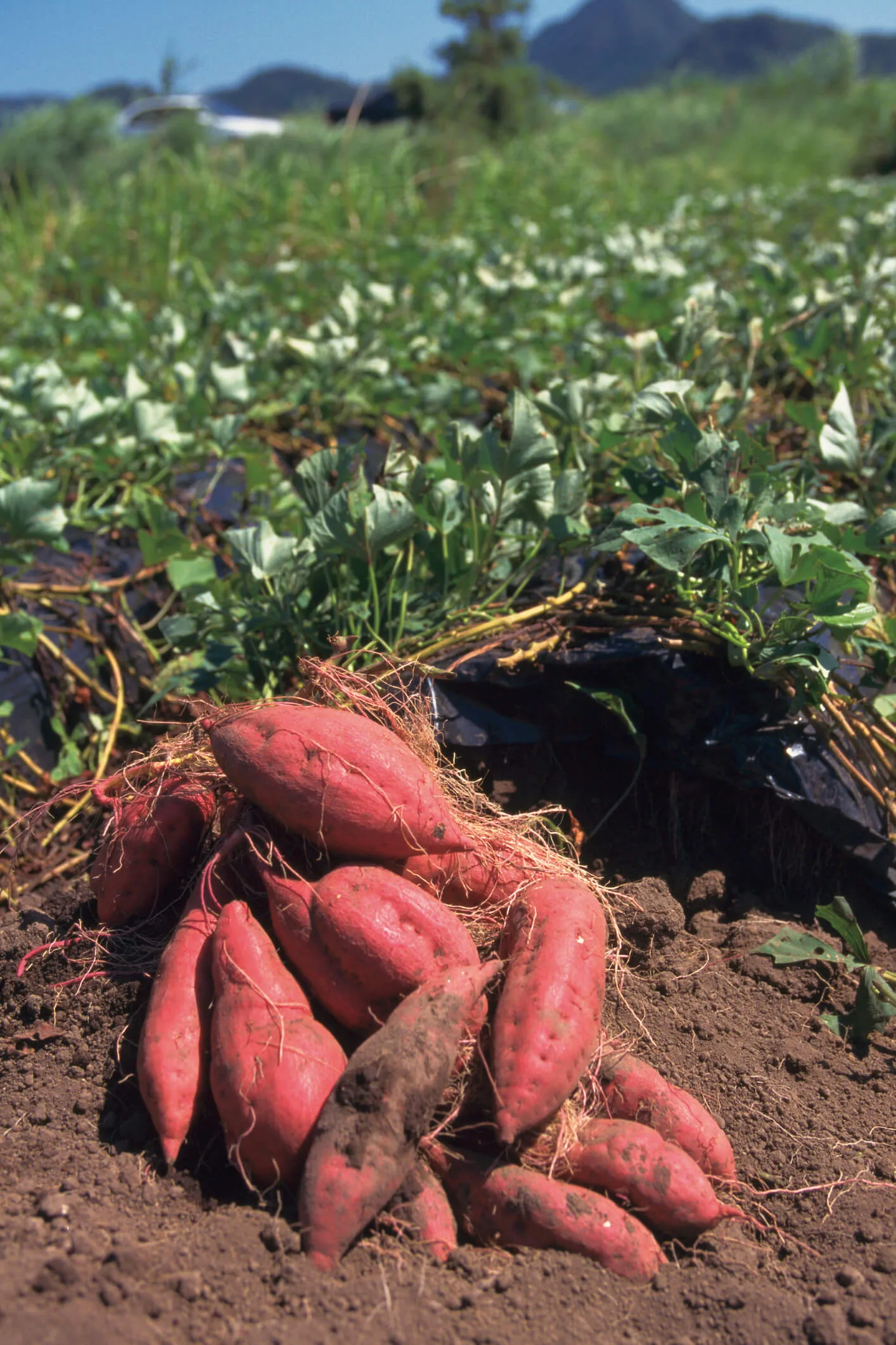 Harvested sweet potatoes sitting in some soil