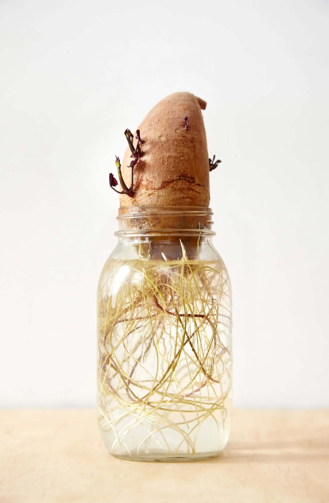 A sweet potato seeding in a glass jar of water