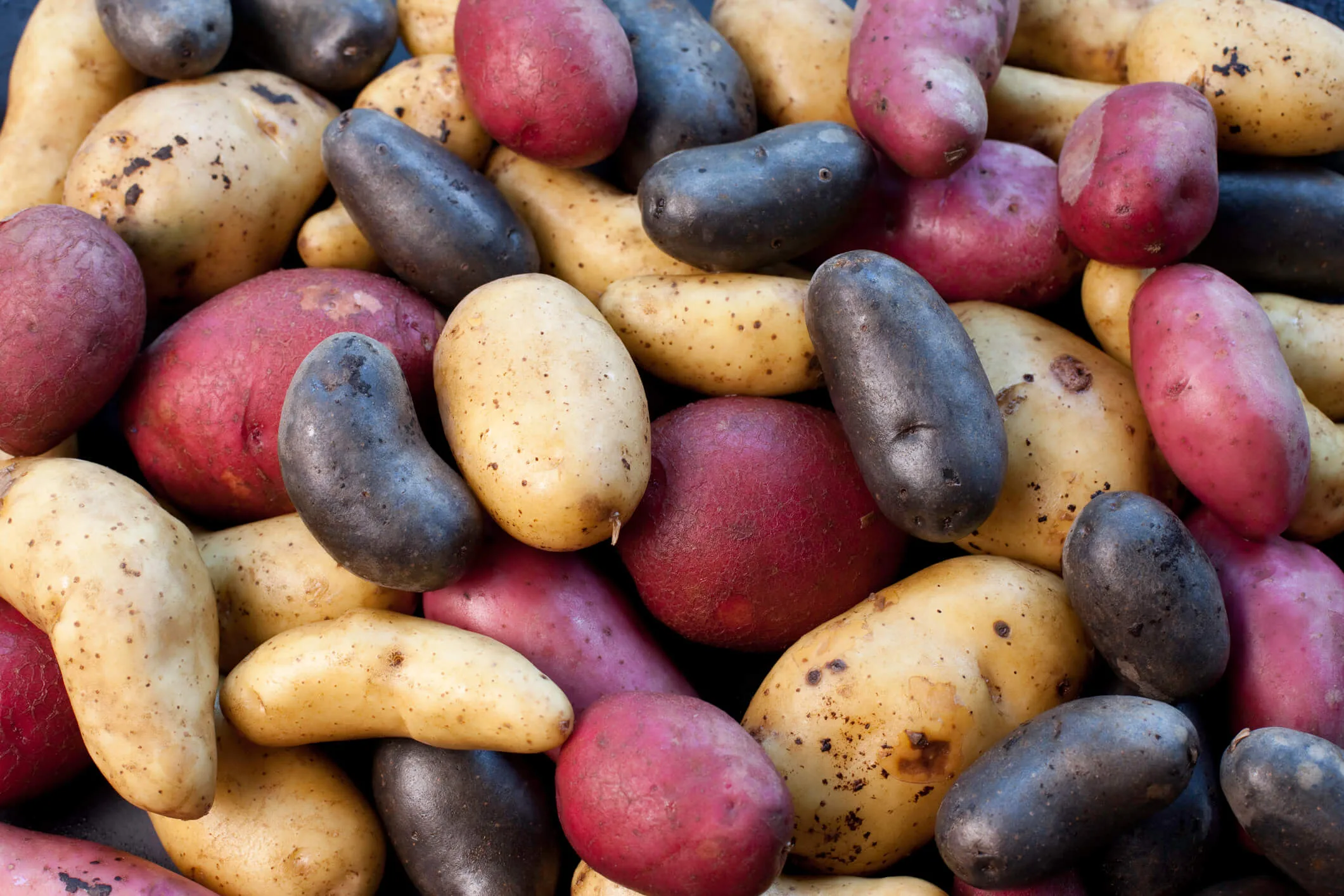 A full frame shot of coloured potatoes