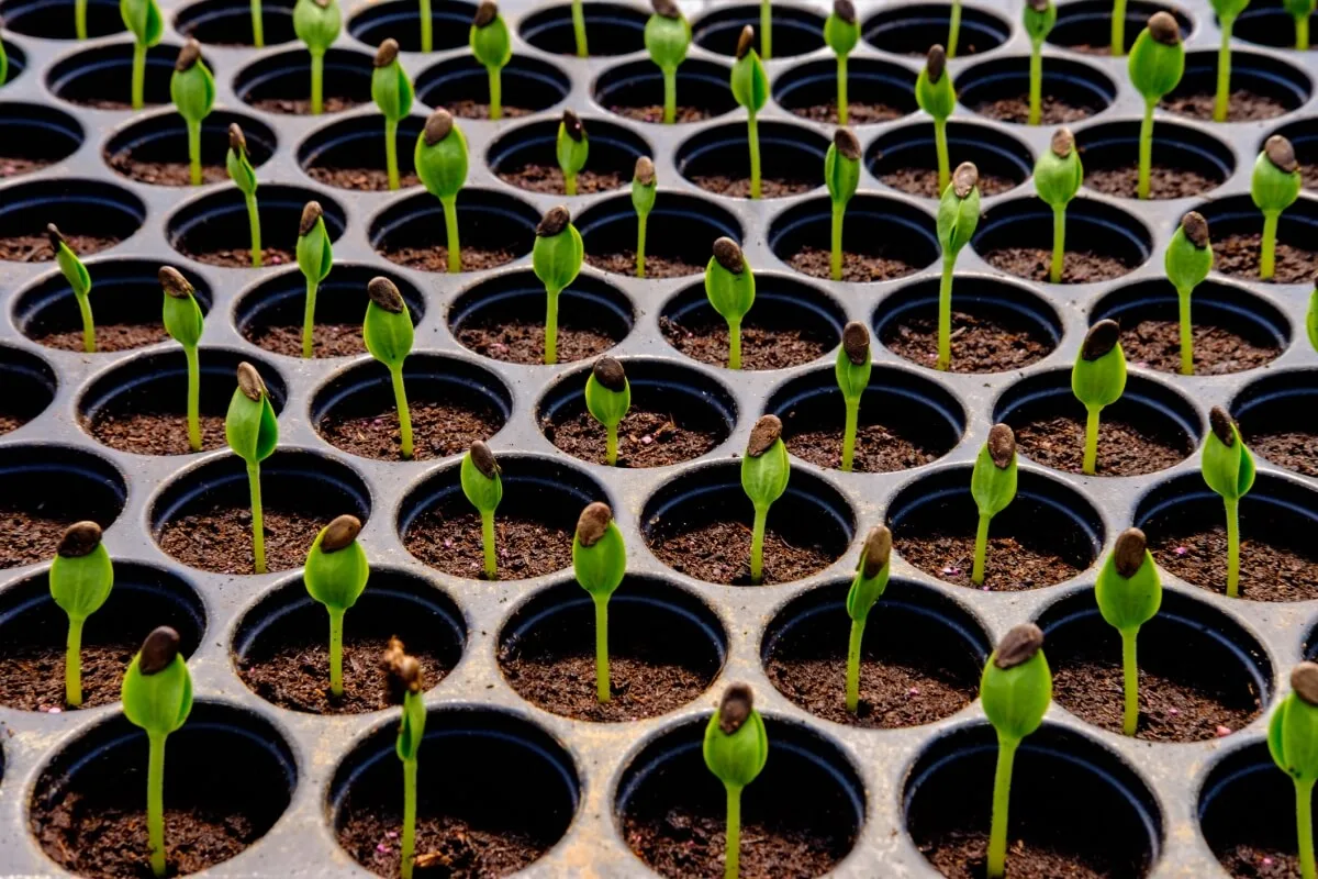 Green seedlings growing in a sowing tray