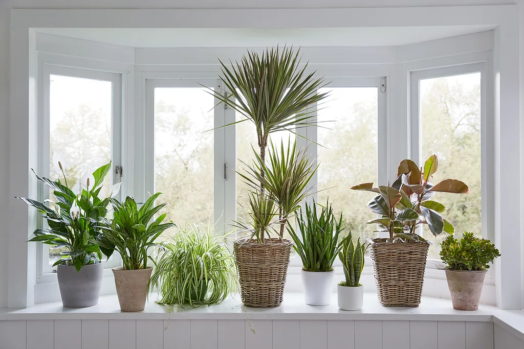 indoor plants sitting on window sill