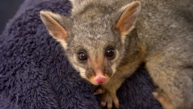 TILLY THE WILDLIFE CARER