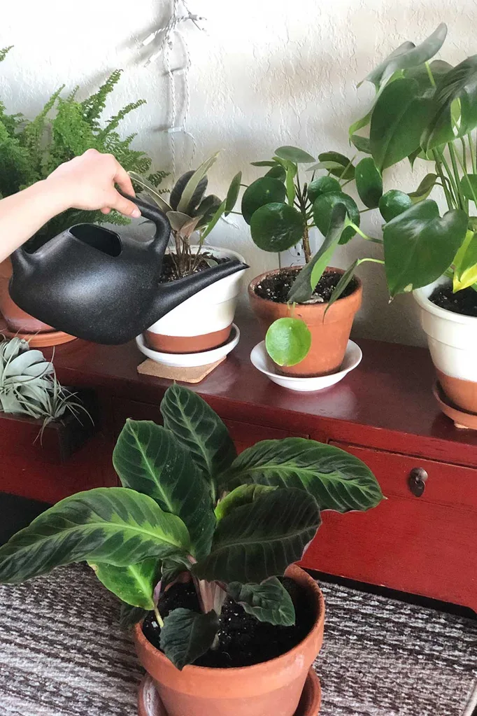 Watering plants