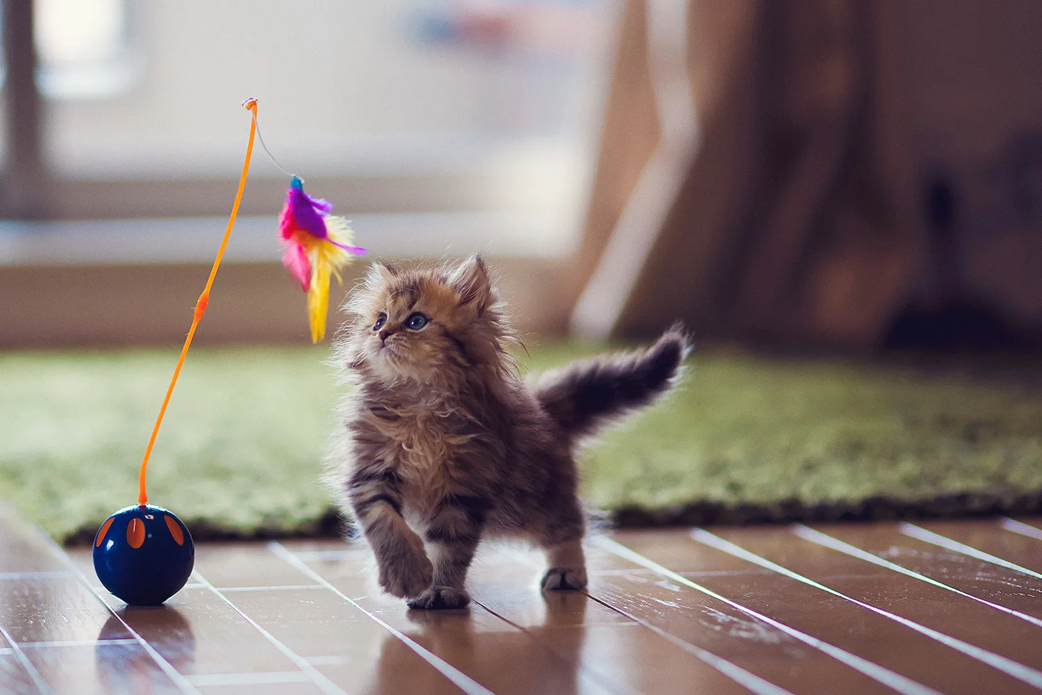 kitten playing with toy
