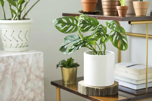 Indoor plants in white pot