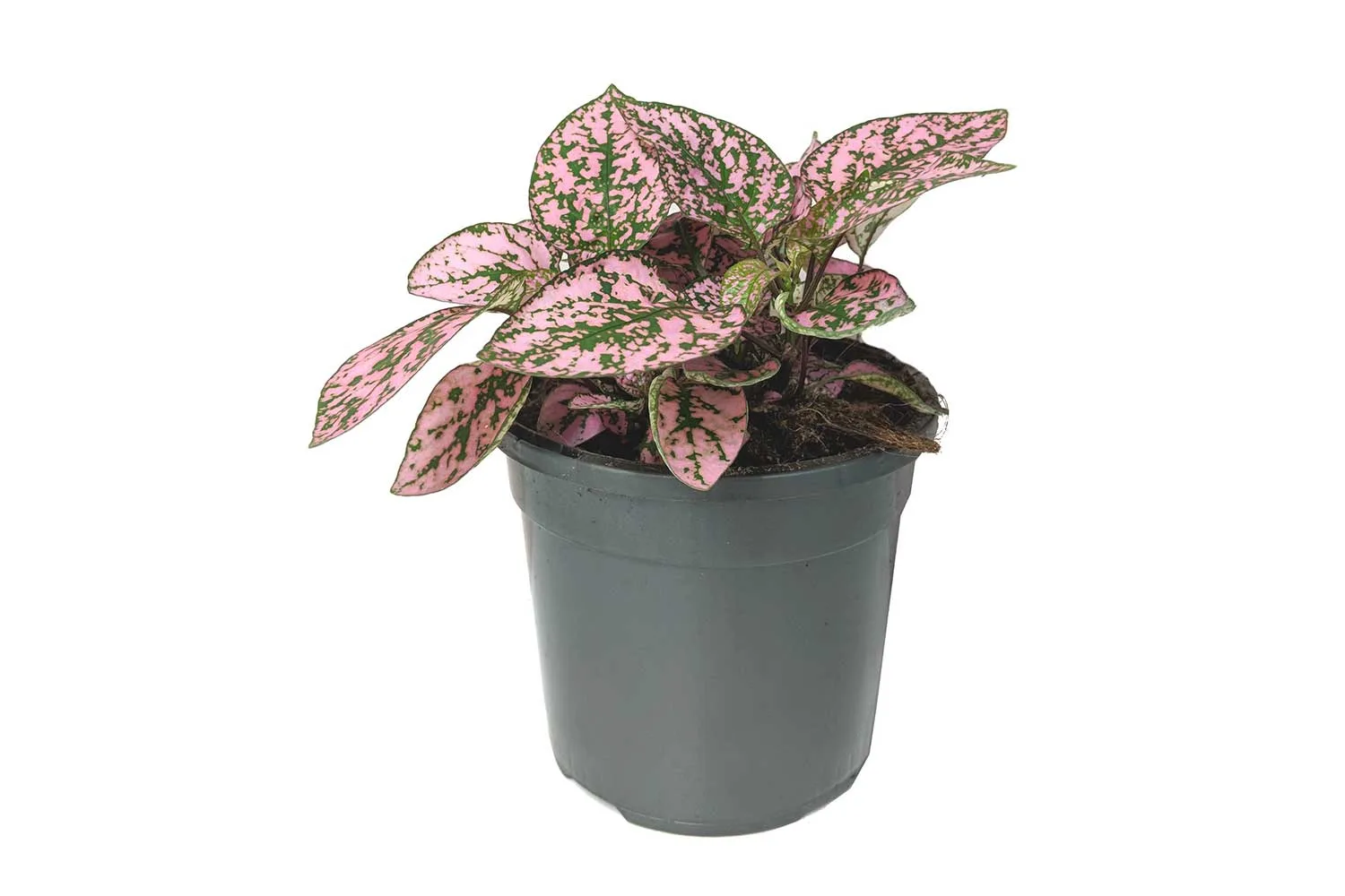 Best 10 indoor plants at Bunnings | Better Homes & Gardens Australia