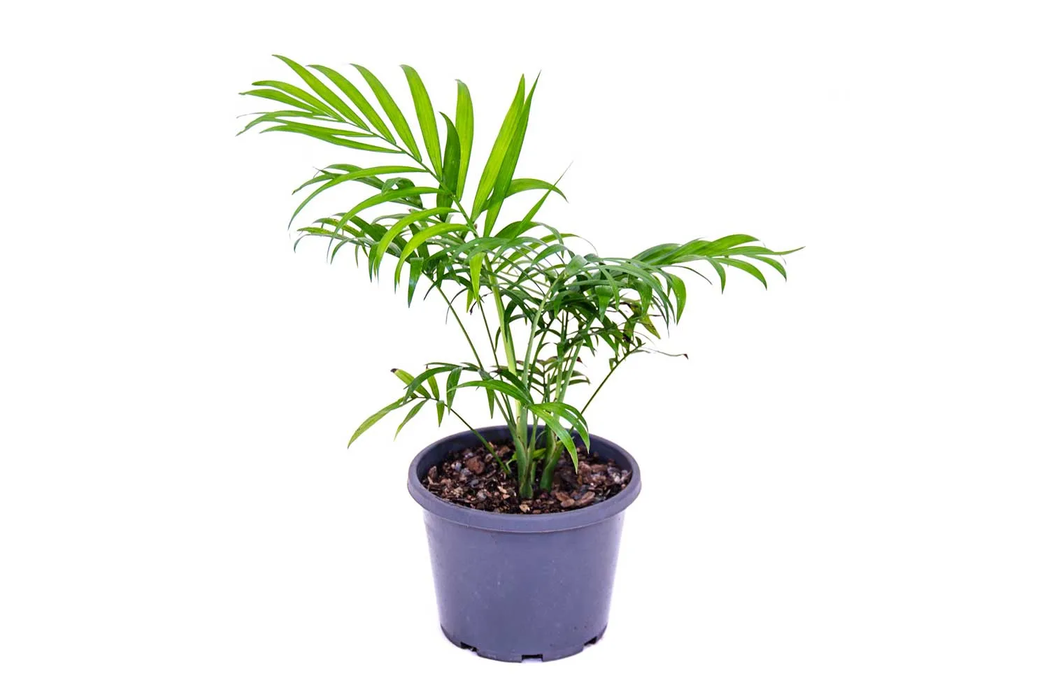 Parlour palm