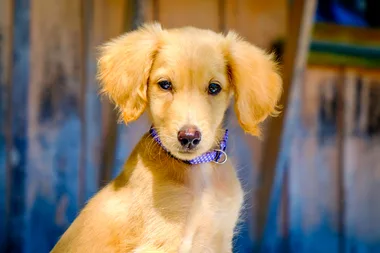 The most popular dog names predicted for 2020