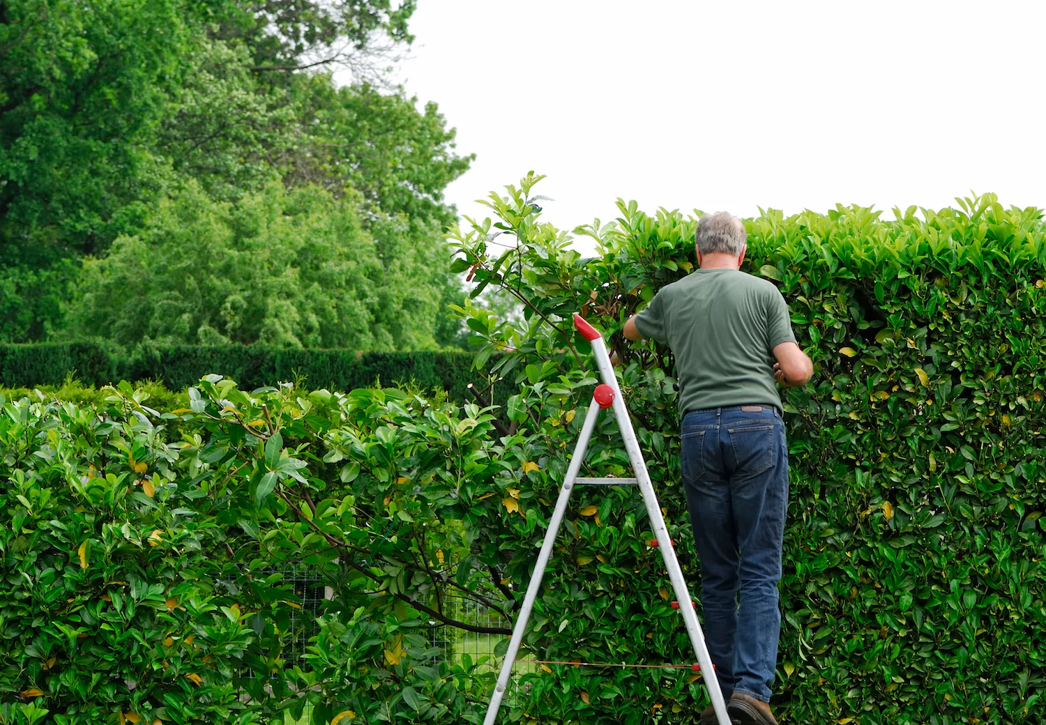 Cordless tools with batteries takes the hassle out of gardening