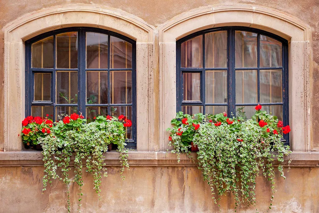 Window box flowers