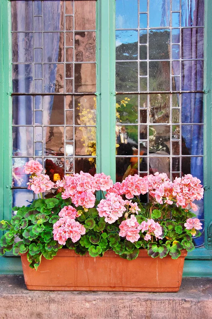 Windowbox flowers