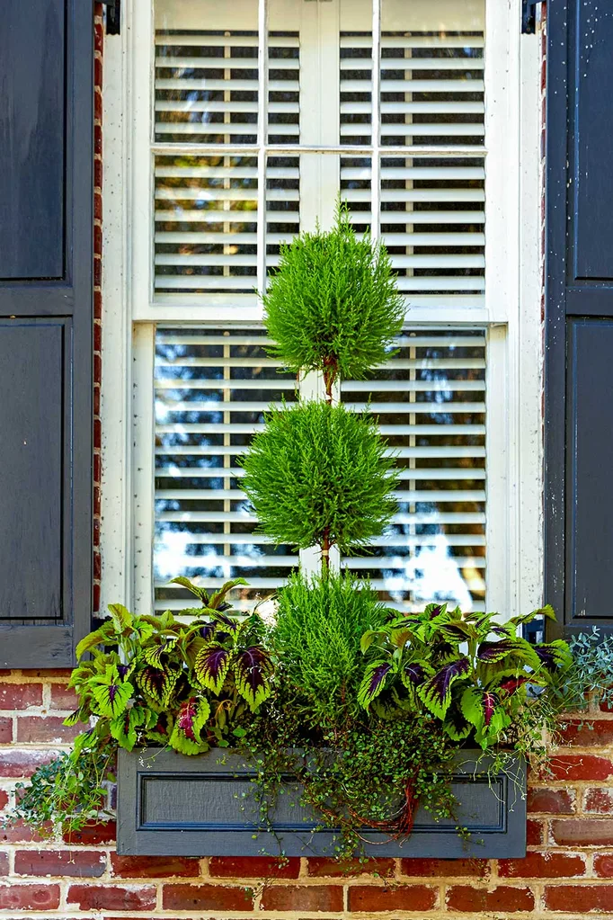 window box flowers