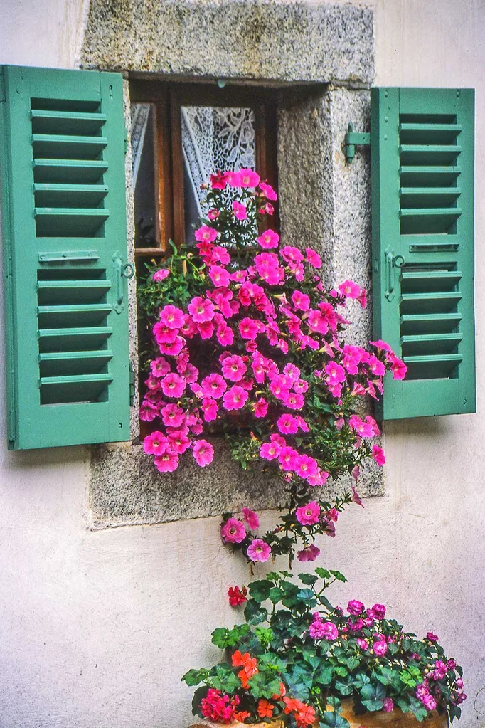 Windowbox flowers