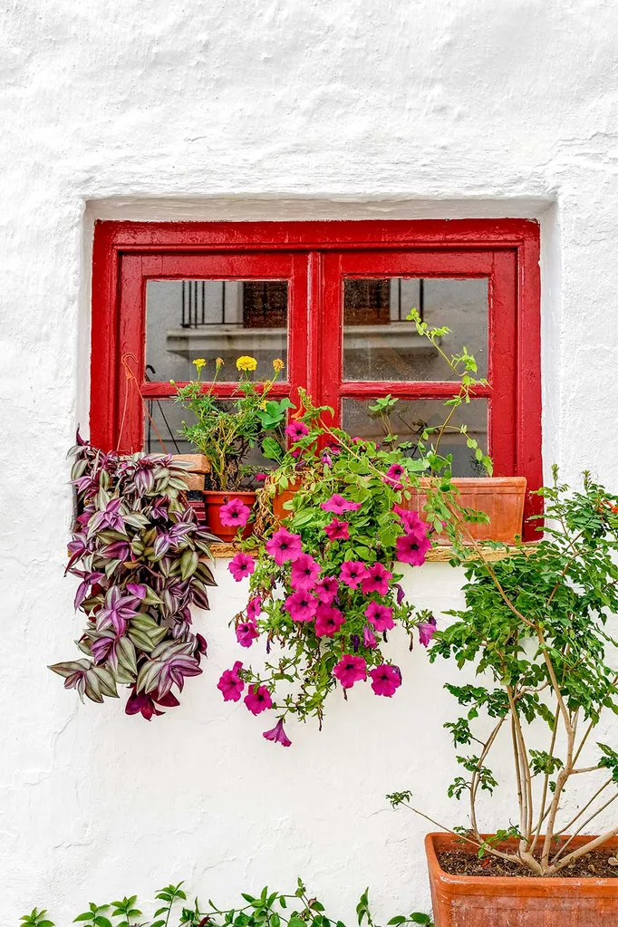 Window box flowers