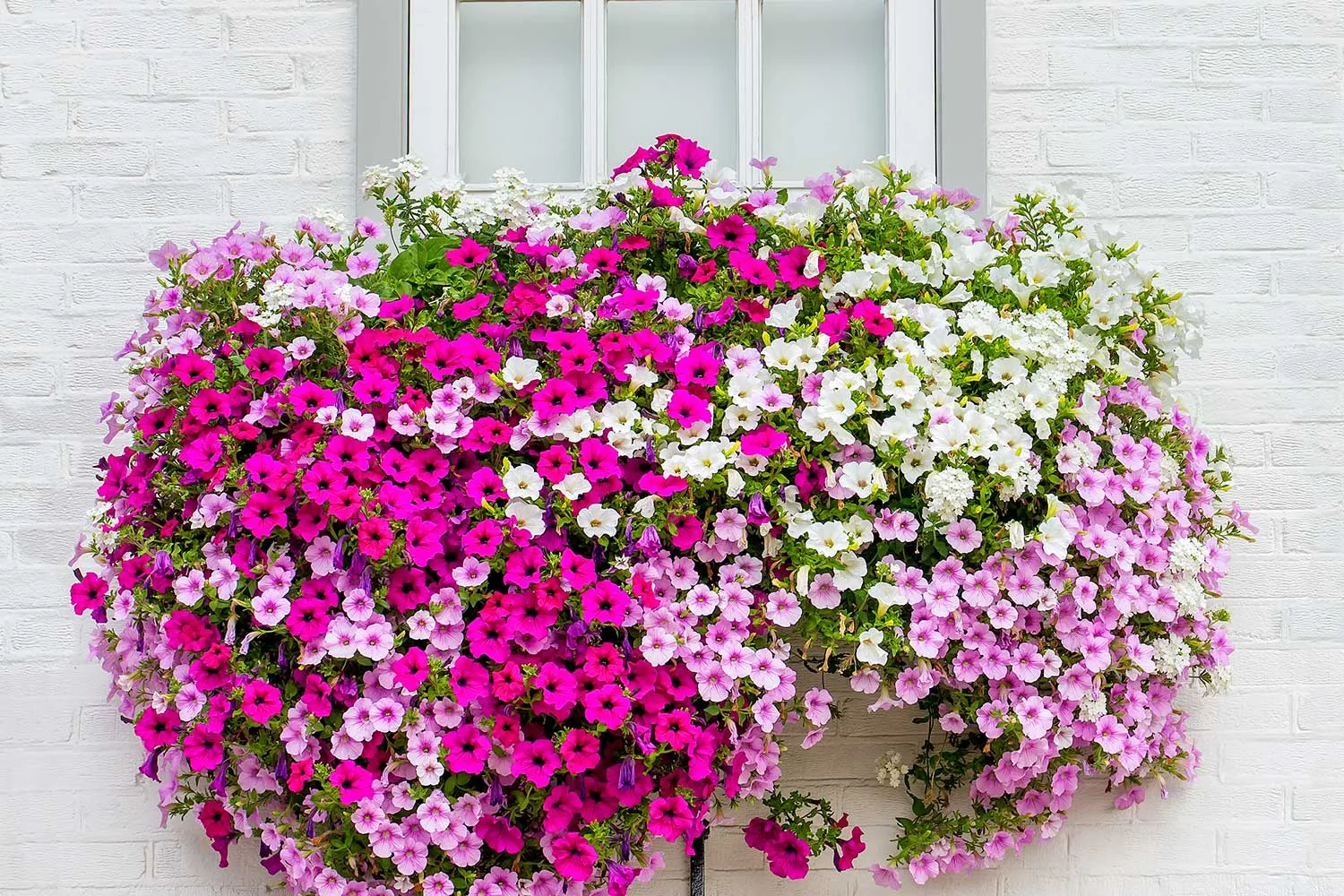 13 stunning window box ideas
