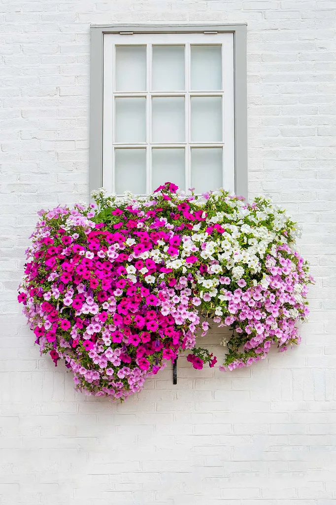 Windowbox flowers